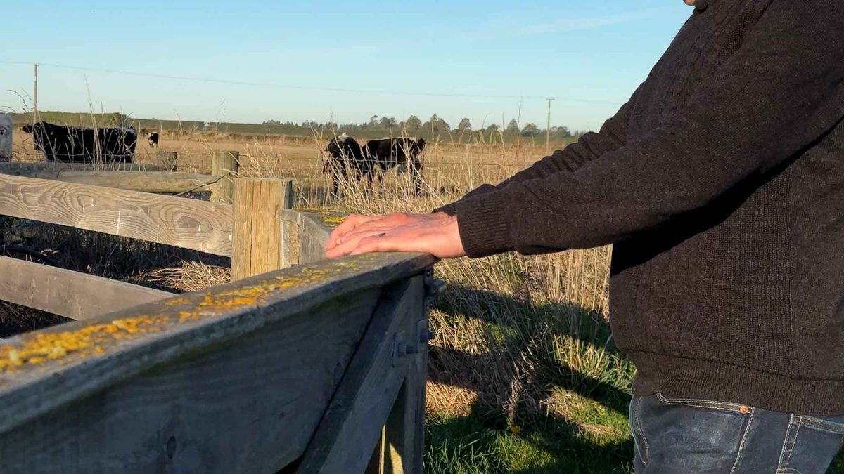 Jeff's hand resting on a weathered wooden gate on the lifestyle block, cattle in the paddock behind