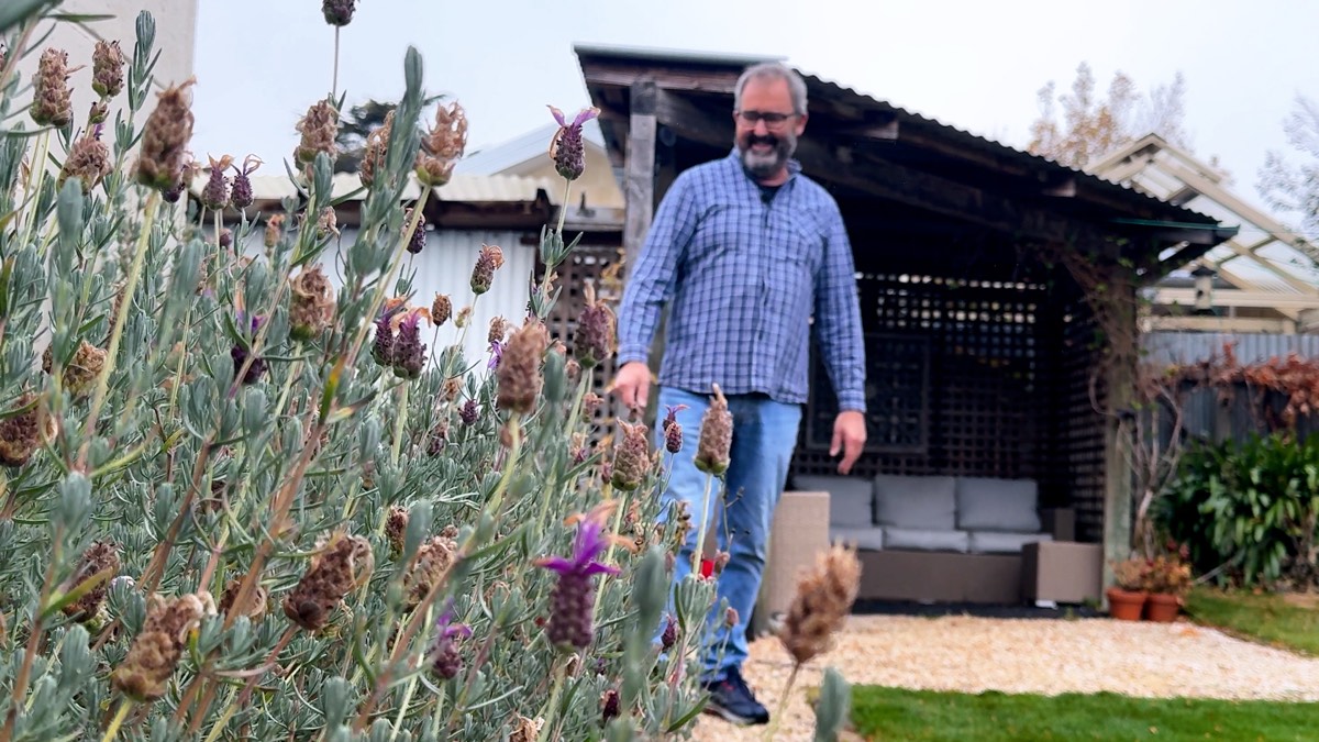 Johnnie walking through his garden past flowering lavender